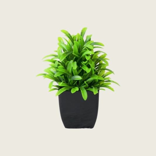 MINI DESK PLANT
