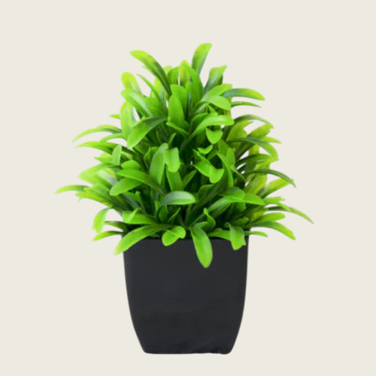 MINI DESK PLANT